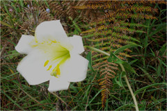 Lilium wallichianum var. neilgherrense